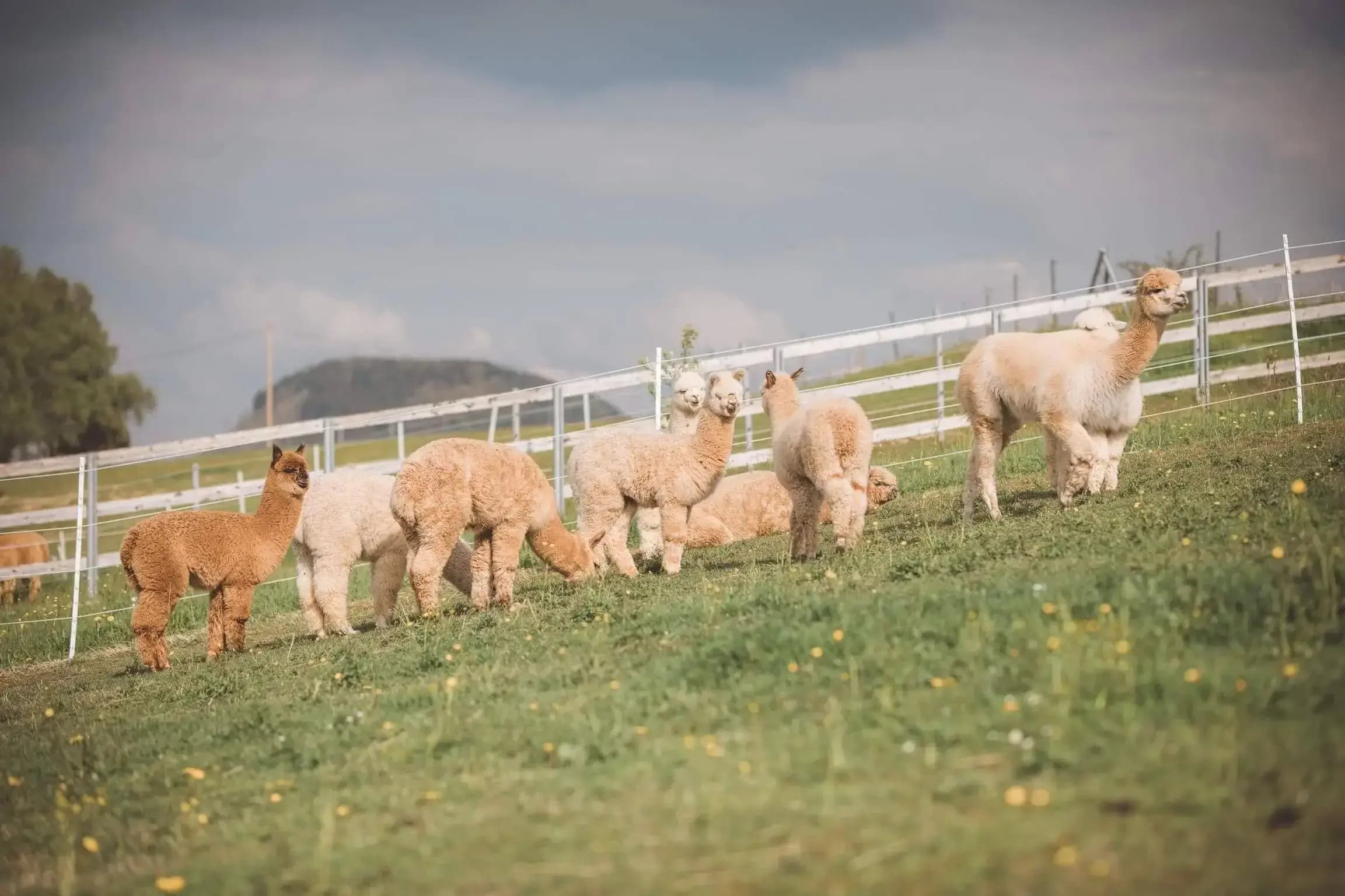 Alpaka Patenschaft auf der Hanik Ranch