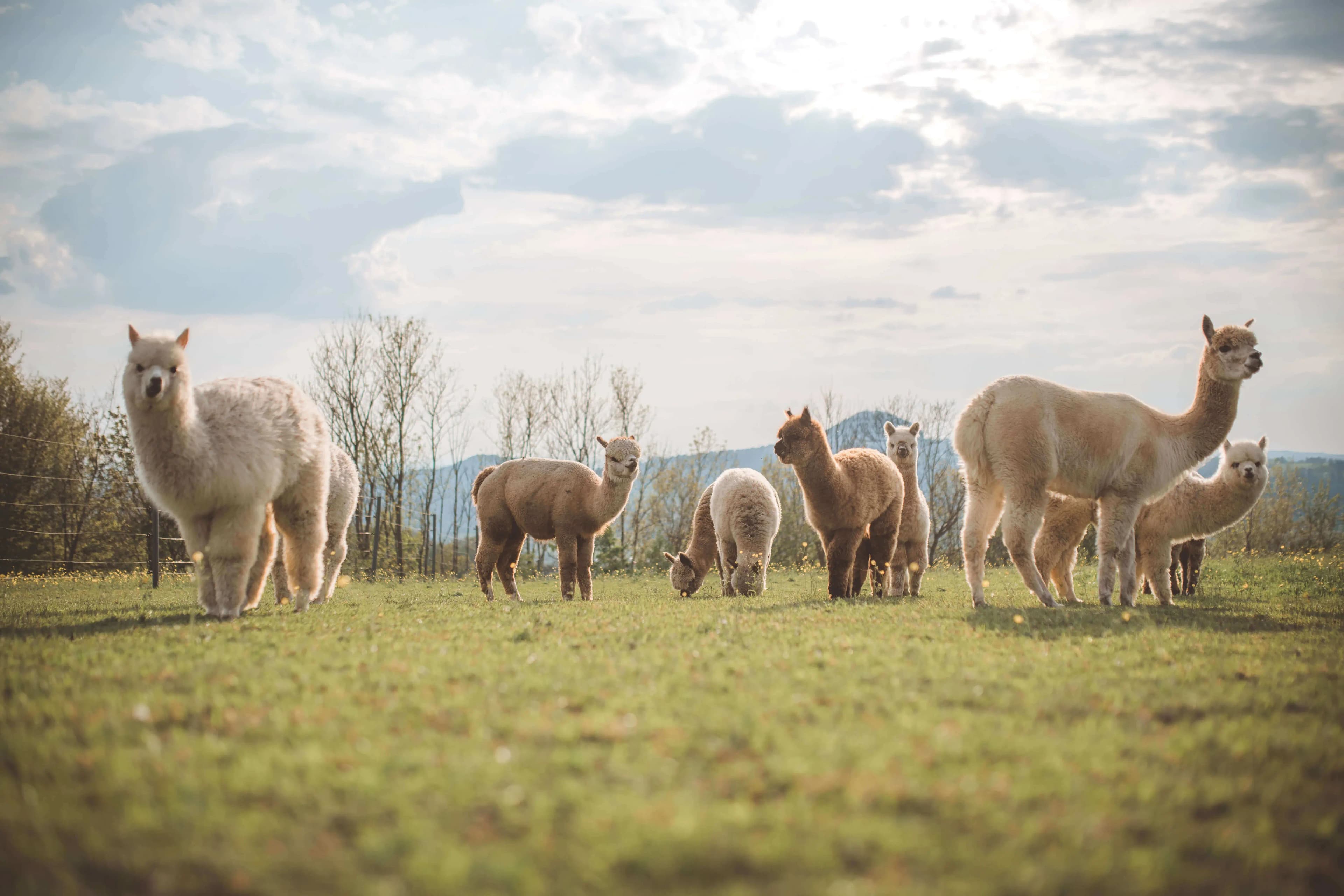 Alpakas auf der Hanik Ranch
