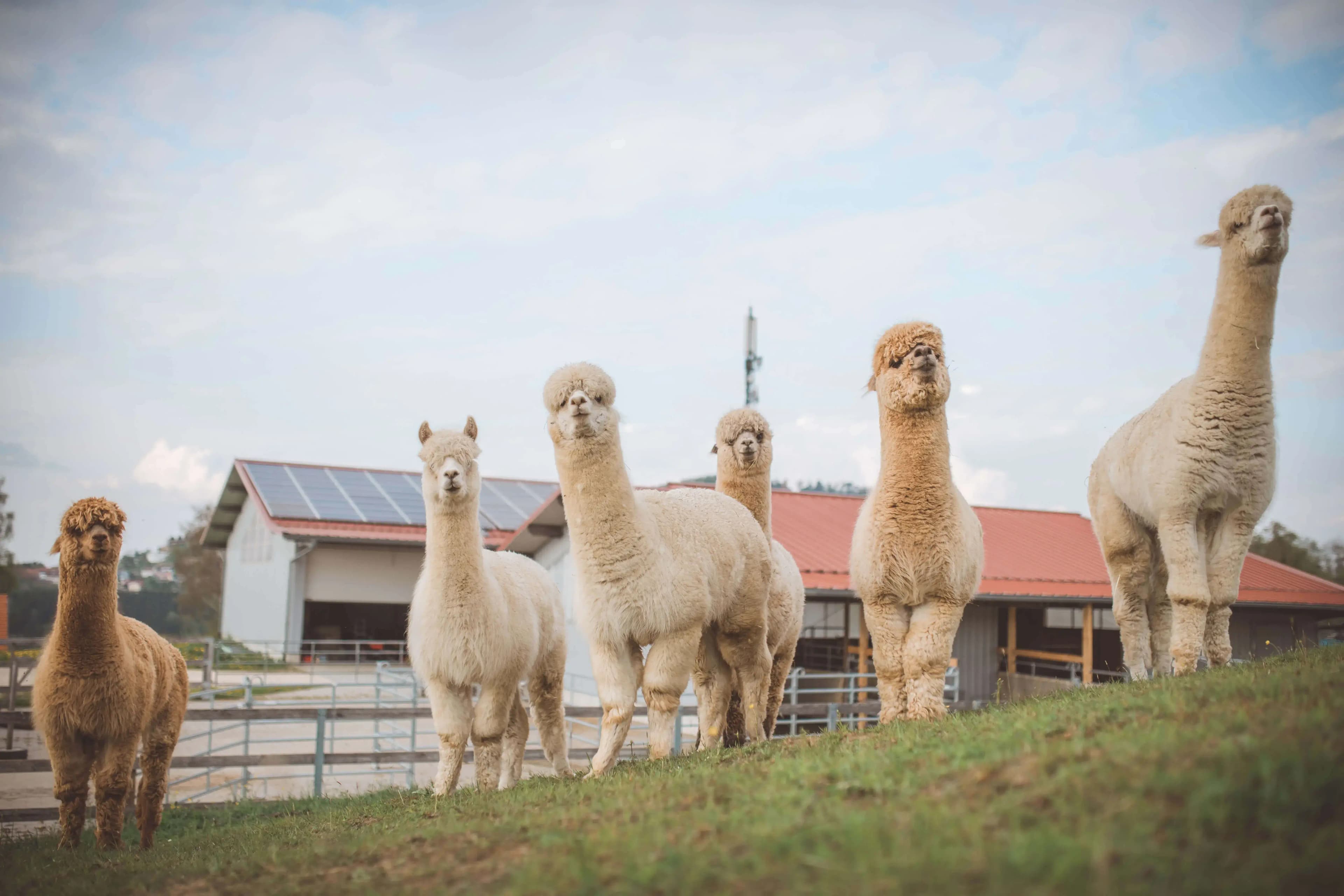Alpaka Wanderungen auf der Hanik Ranch