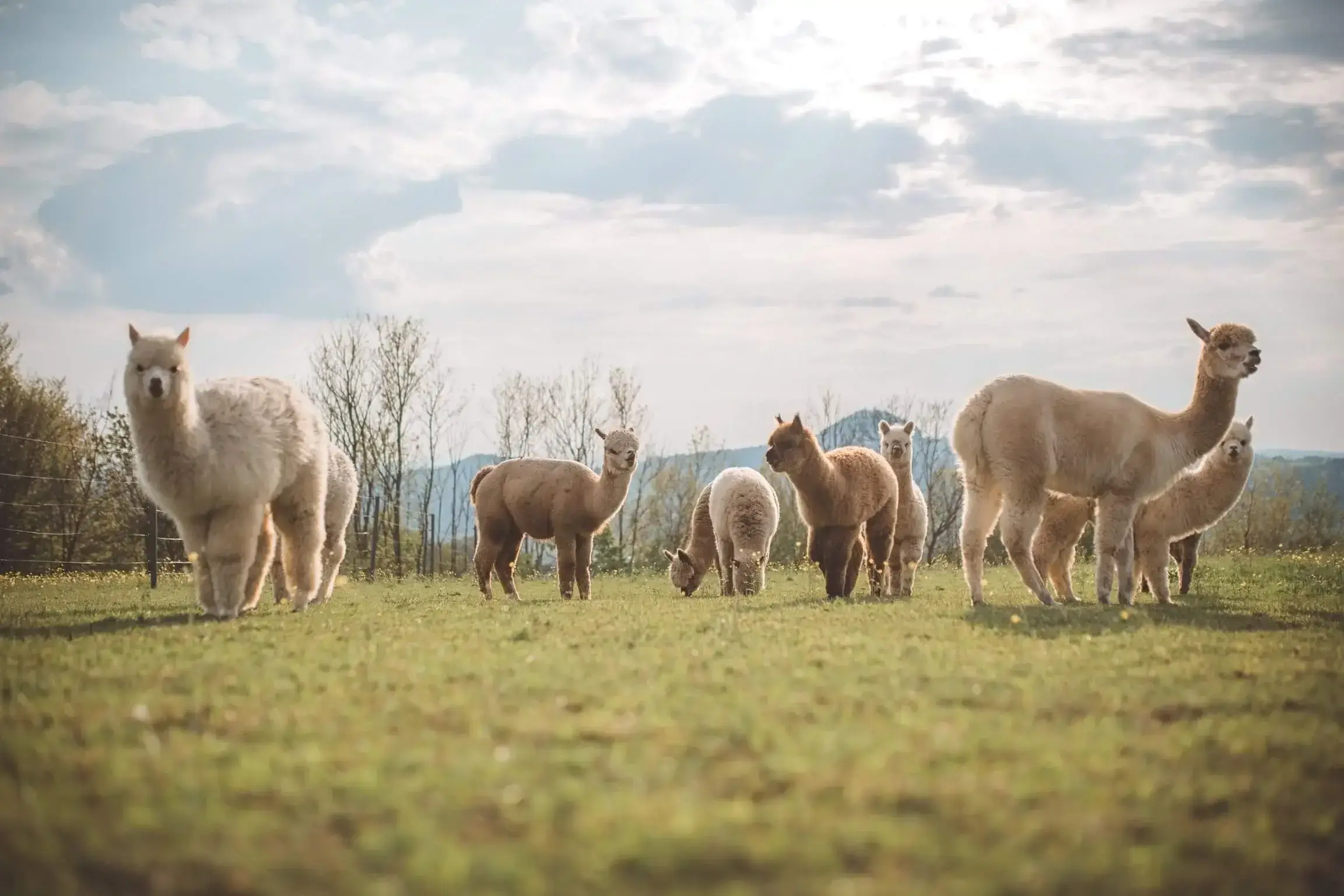 Hanik Ranch mit Alpakas im Stauferland
