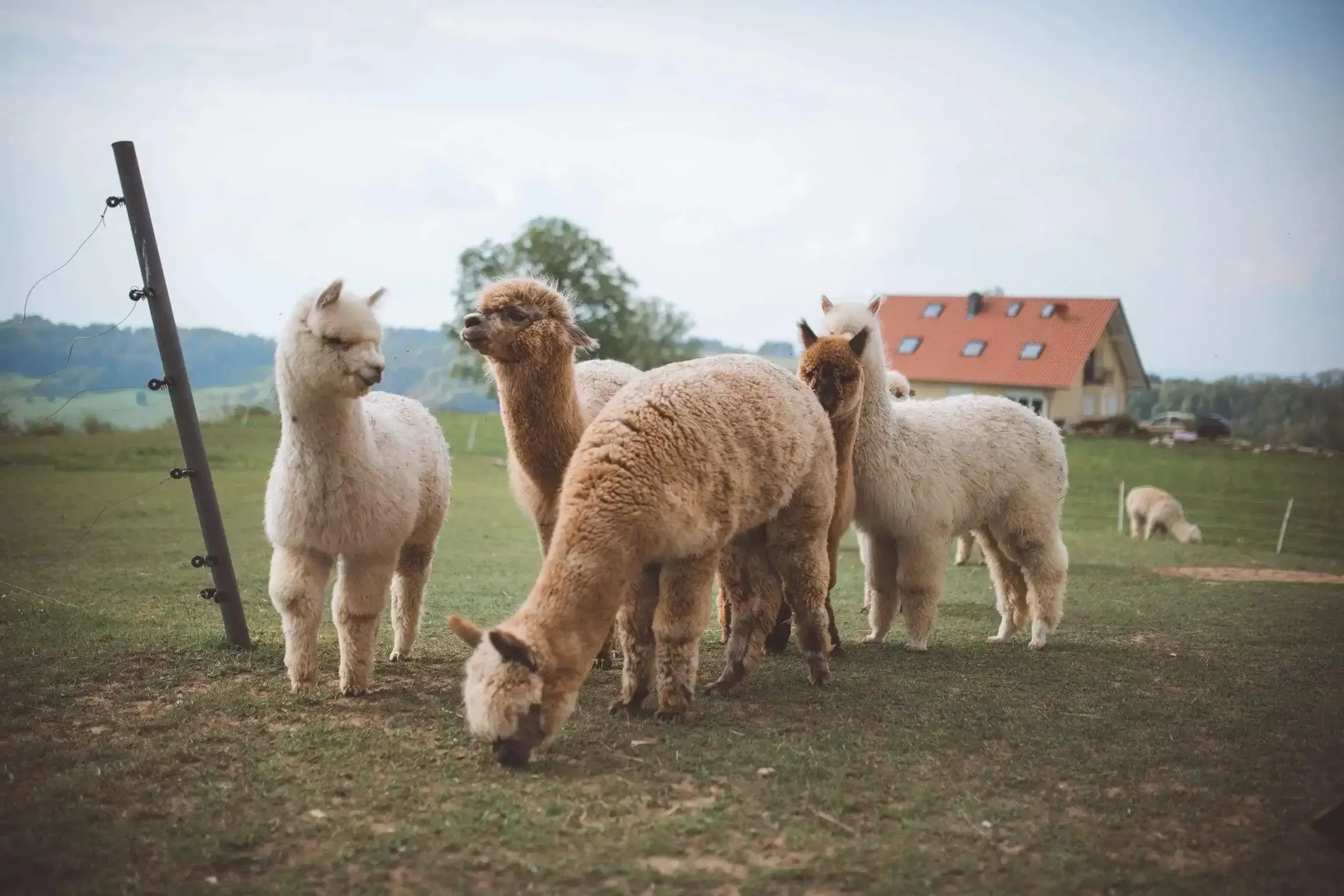 Hanik Ranch Galerie 1