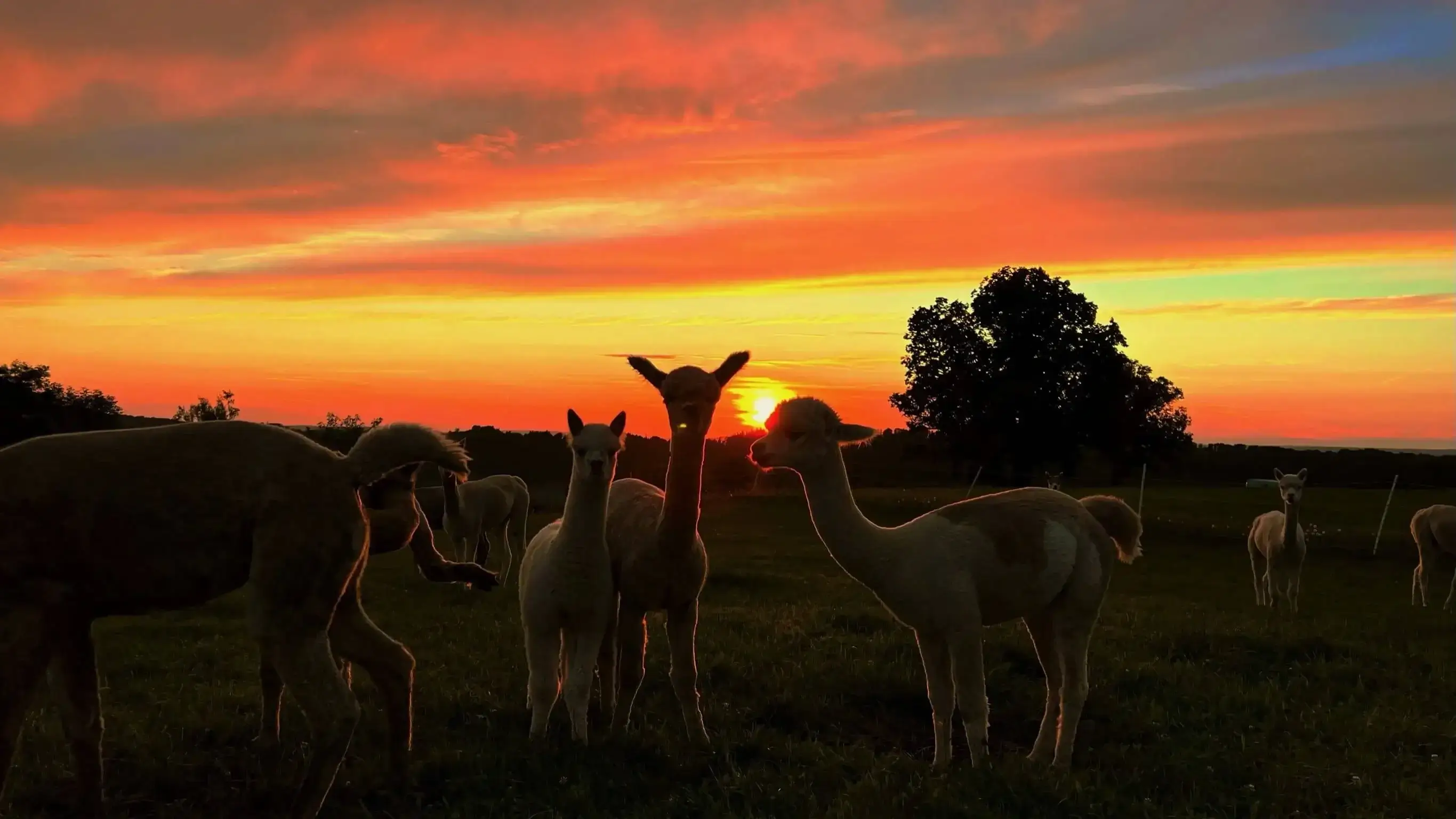 Hanik Ranch Galerie 10