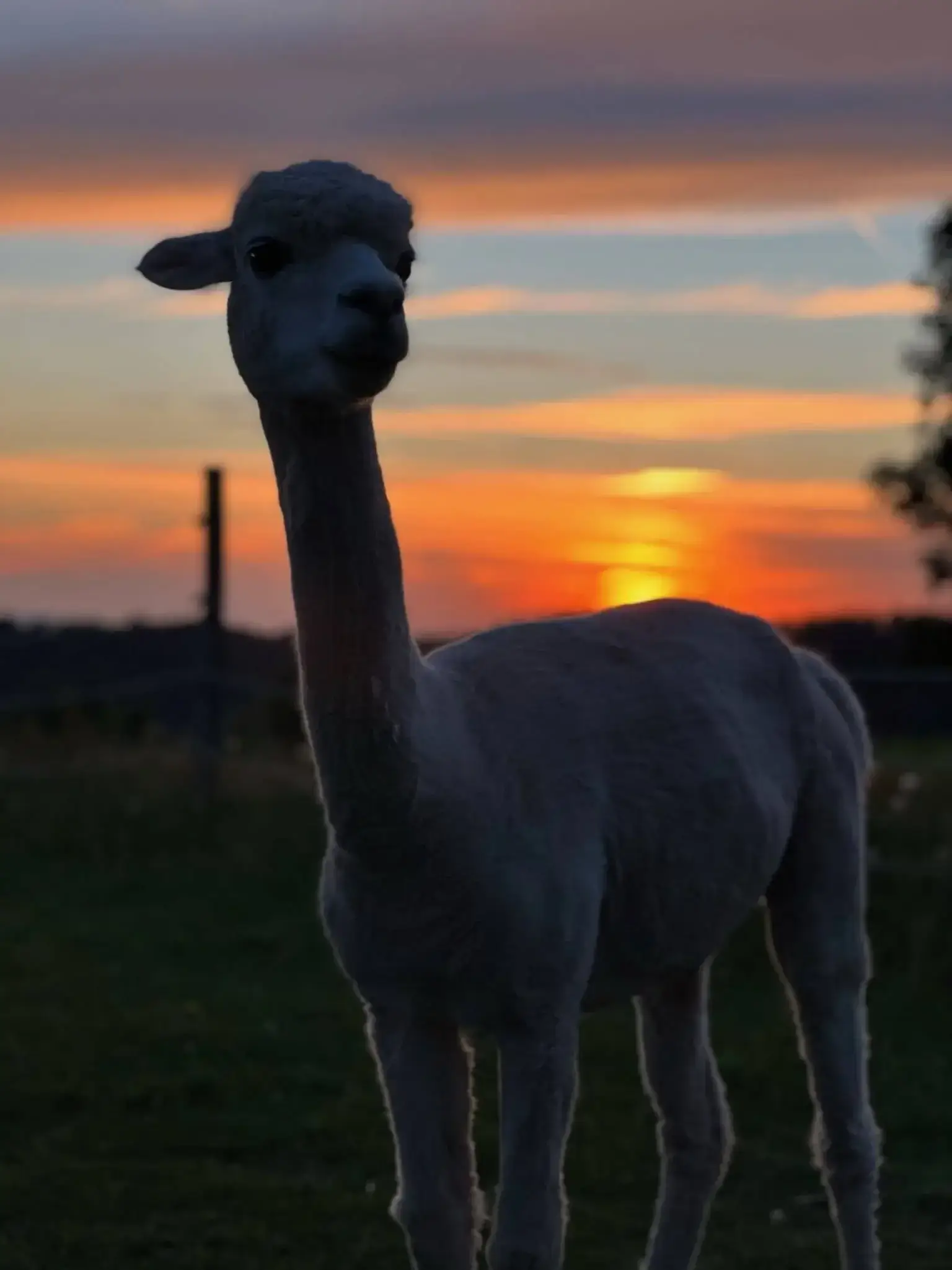 Hanik Ranch Galerie 11