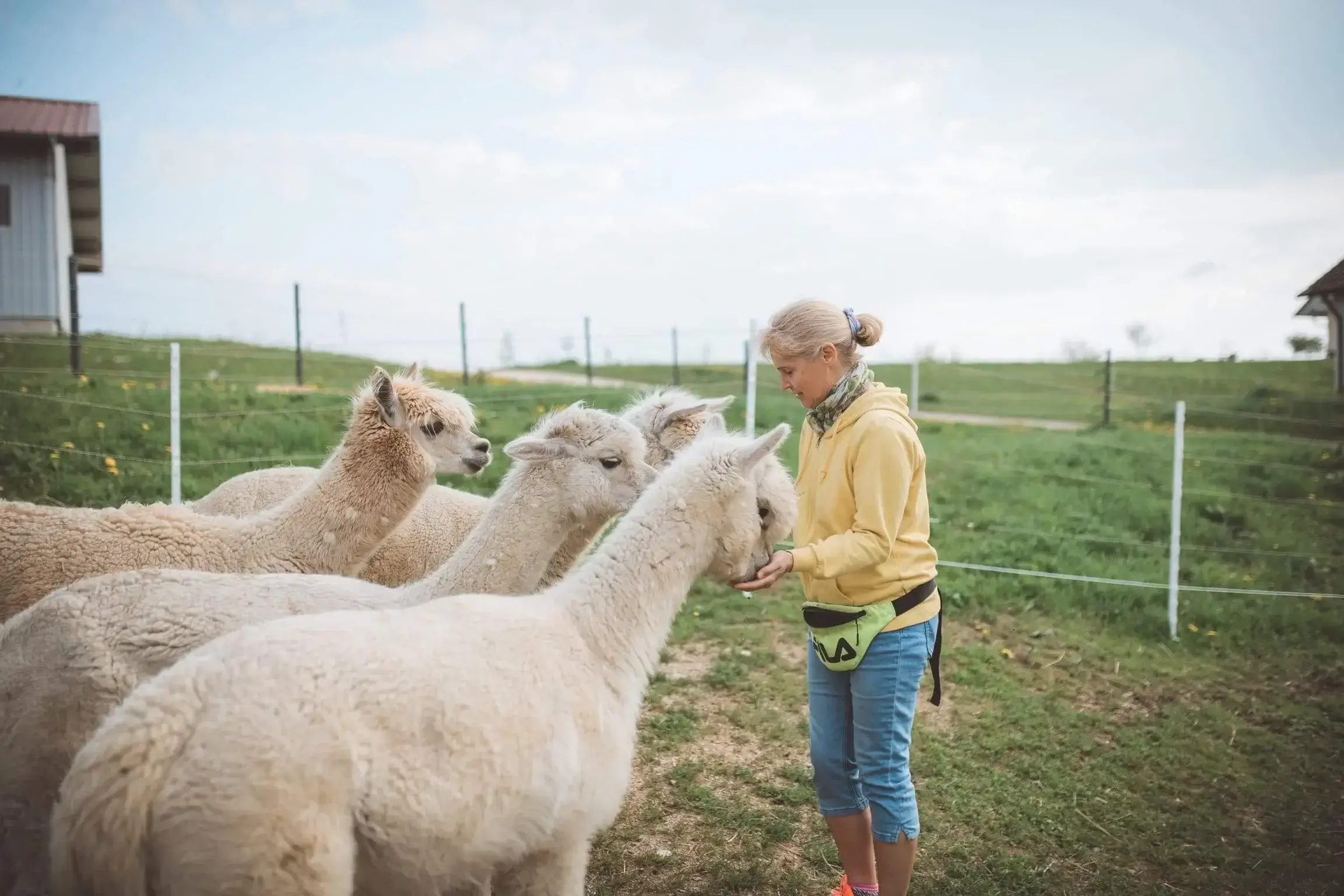 Hanik Ranch Galerie 3