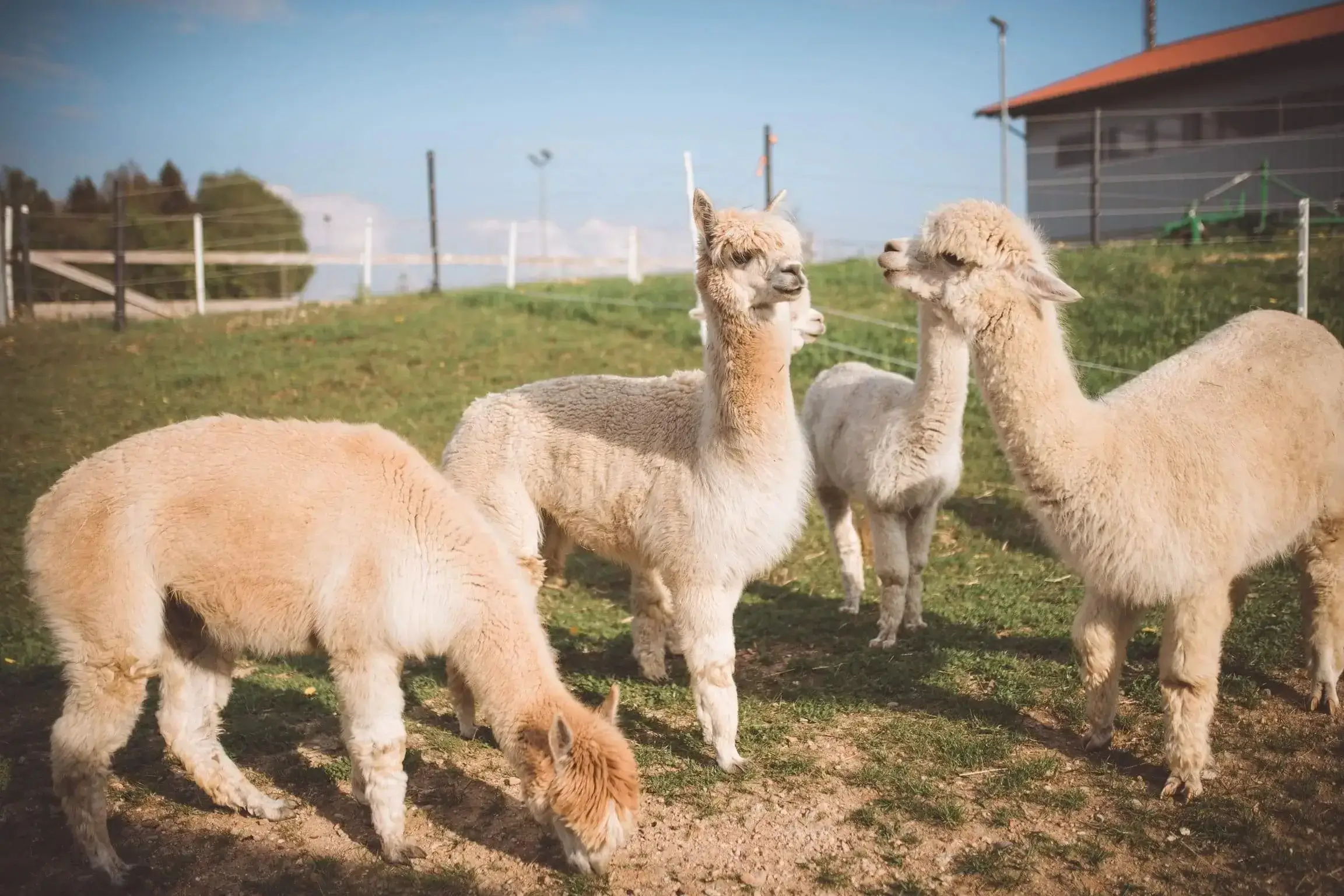 Hanik Ranch Galerie 4