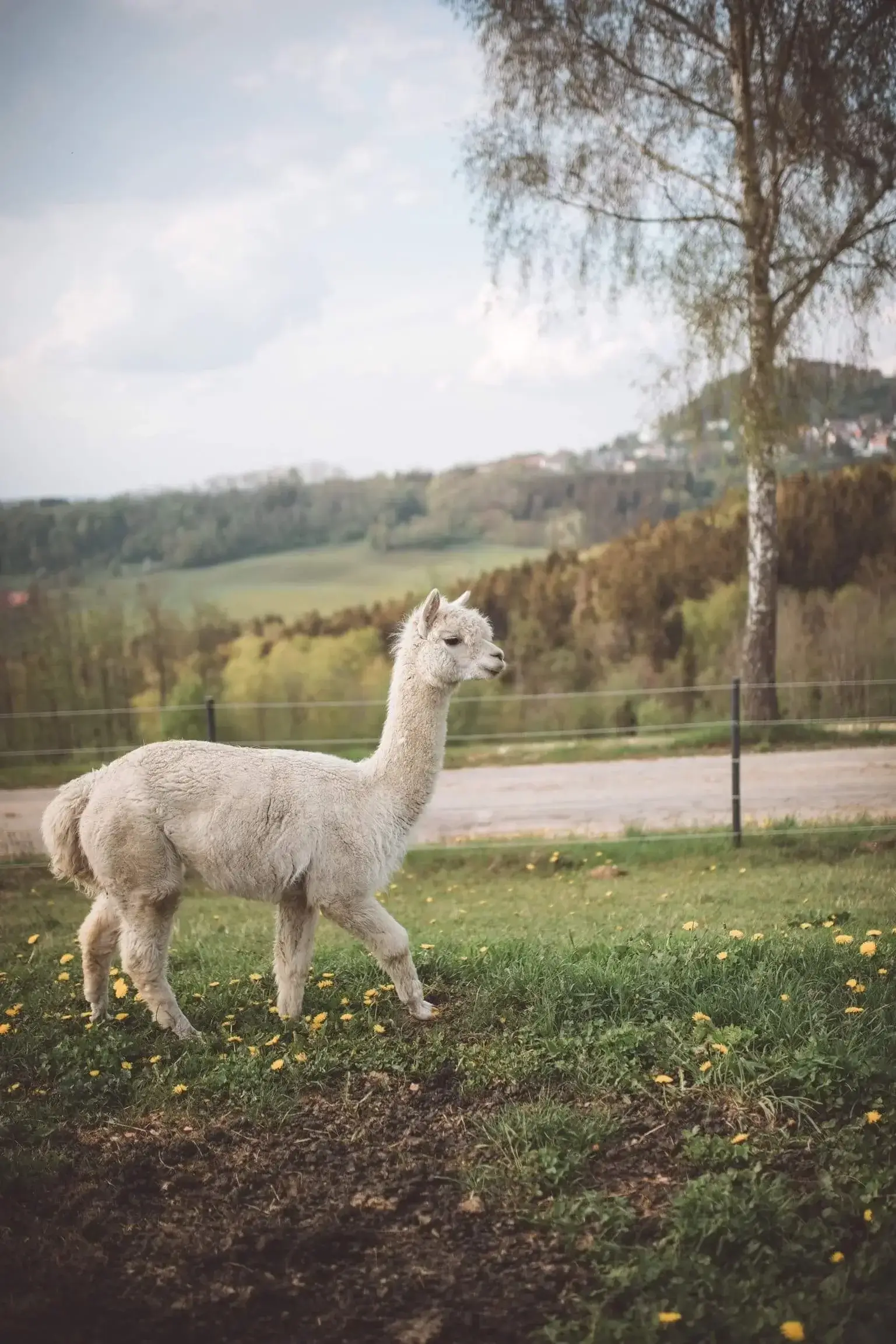 Hanik Ranch Galerie 5