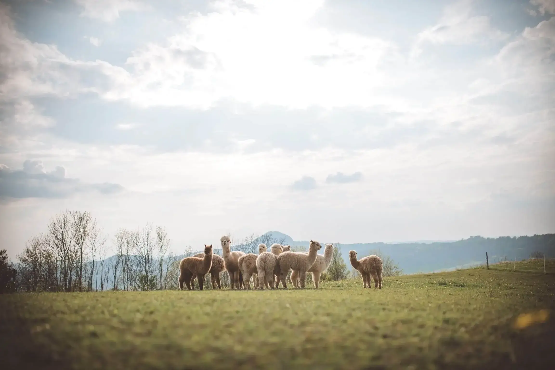 Hanik Ranch Galerie 6