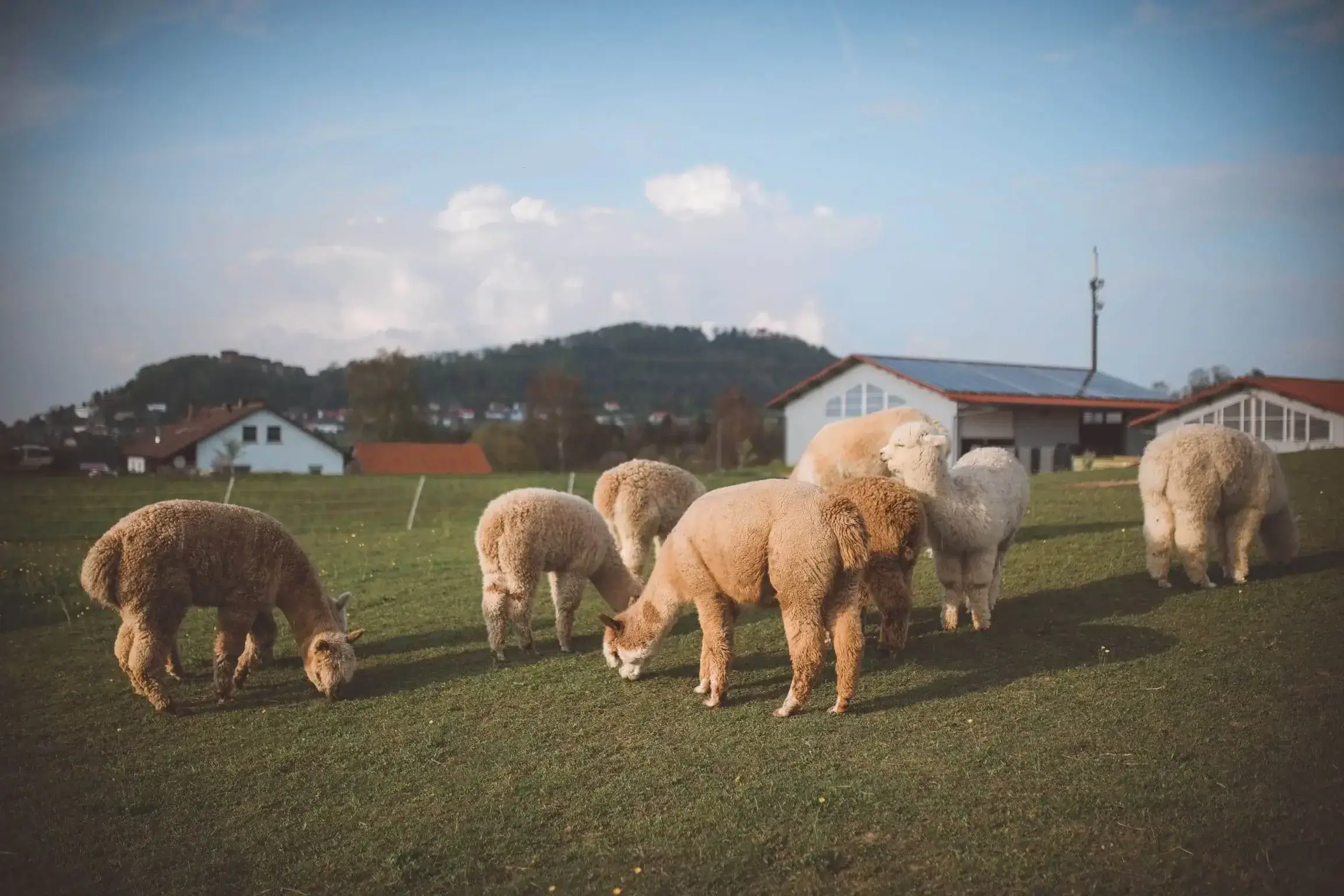 Hanik Ranch Galerie 7