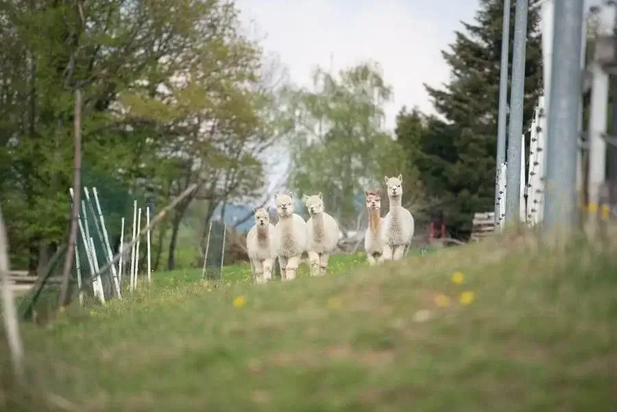 Hanik Ranch Galerie 9